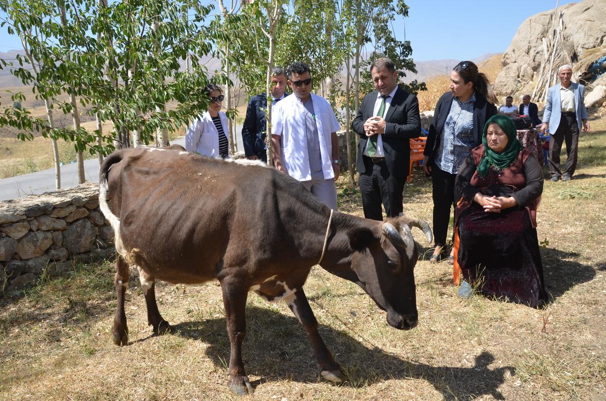 Hakkari'de ineği telef olan kadına iki inek hediye edildi