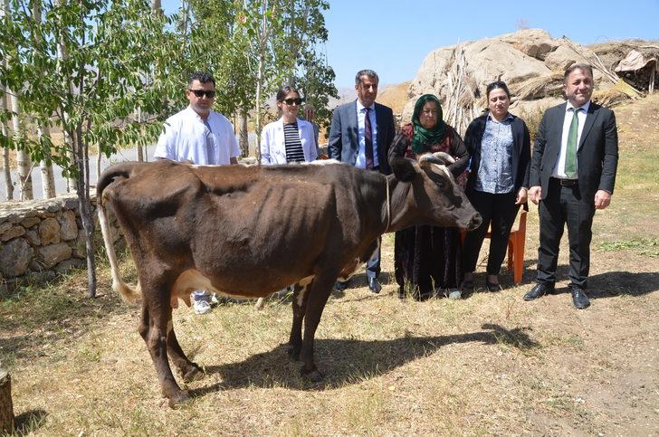Hakkari'de ineği telef olan kadına iki inek hediye edildi G3