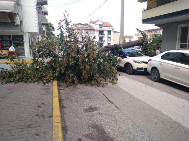 Kocaeli'de bir ağaç park halindeki aracın üzerine devrildi