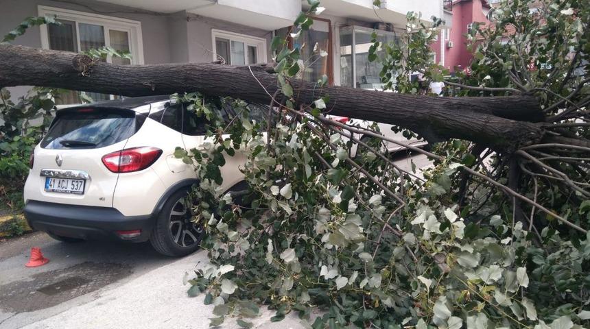 Kocaeli'de devrilen ağaç park halindeki otomobile zarar verdi