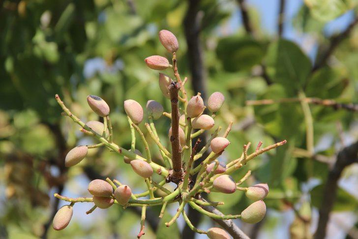 Kazançlarını 10’a katladılar! Kilosu 140 TL... Bölgeye 150 milyon TL’lik ek kazanç sağladı G1