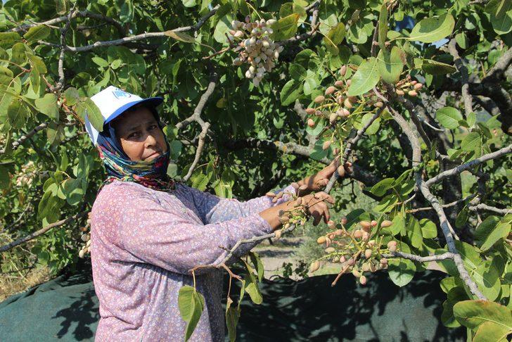 Kazançlarını 10’a katladılar! Kilosu 140 TL... Bölgeye 150 milyon TL’lik ek kazanç sağladı G2