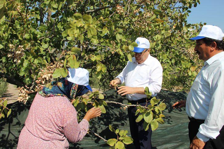Kazançlarını 10’a katladılar! Kilosu 140 TL... Bölgeye 150 milyon TL’lik ek kazanç sağladı G4