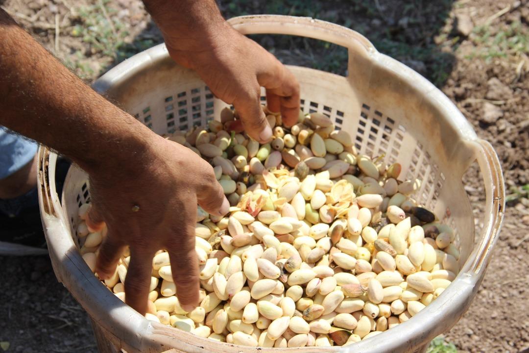 Kazan&ccedil;larını 10&rsquo;a katladılar! Kilosu 140 TL... B&ouml;lgeye 150 milyon TL&rsquo;lik ek kazan&ccedil; sağladı