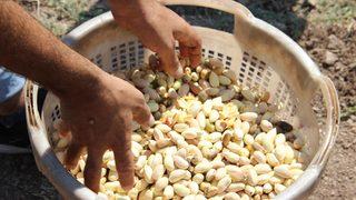 Kazançlarını 10’a katladılar! Kilosu 140 TL... Bölgeye 150 milyon TL’lik ek kazanç sağladı