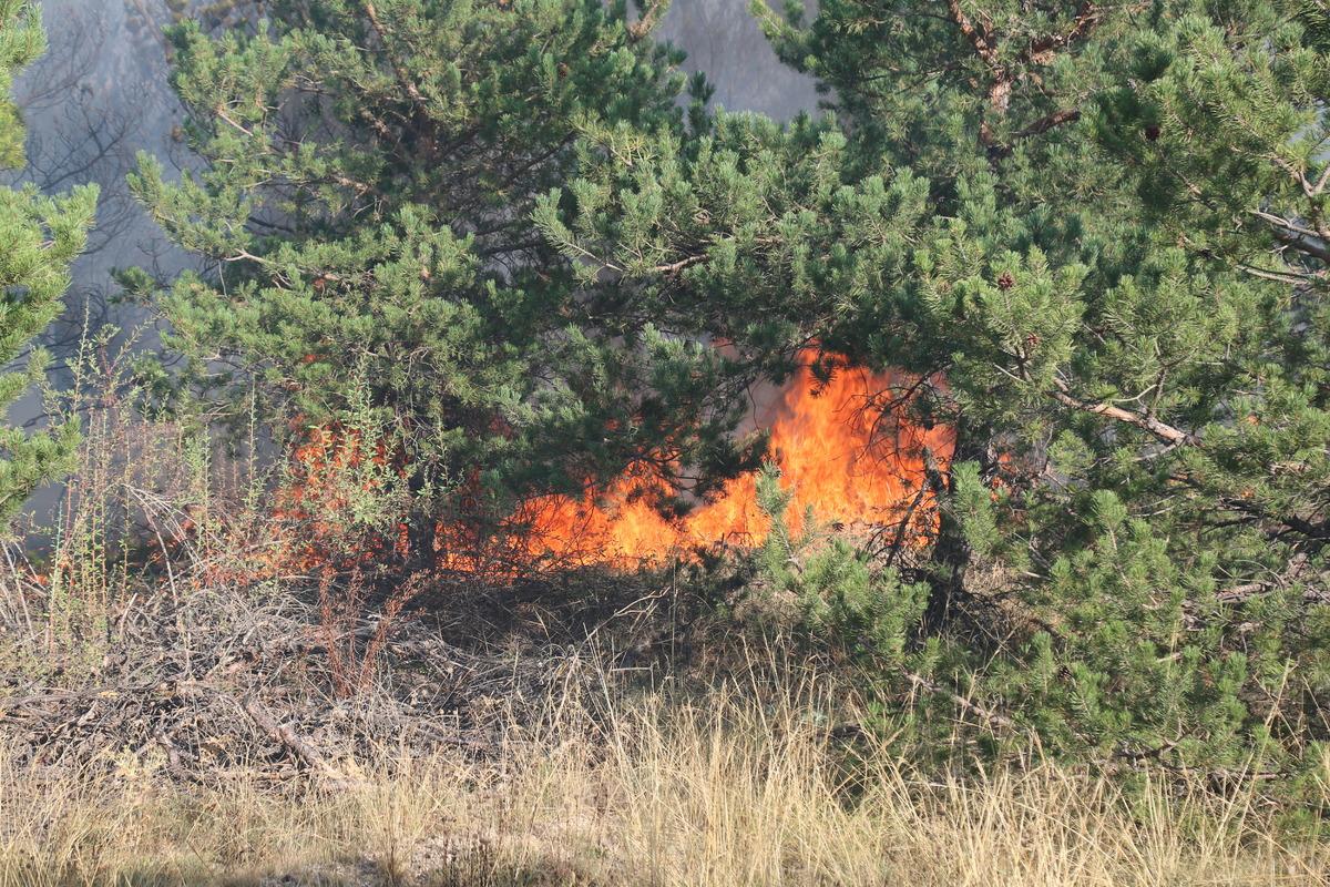 Yozgat'ta orman yangını kontrol altına alındı