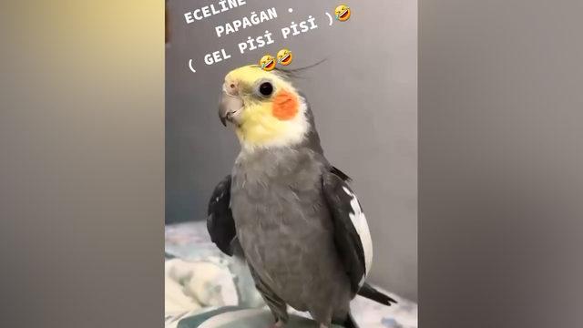 Sosyal medyada milyonlarca kişi tarafından izlendi! Kendi sonunu 'Gel pisi pisi' diyerek hazırladı