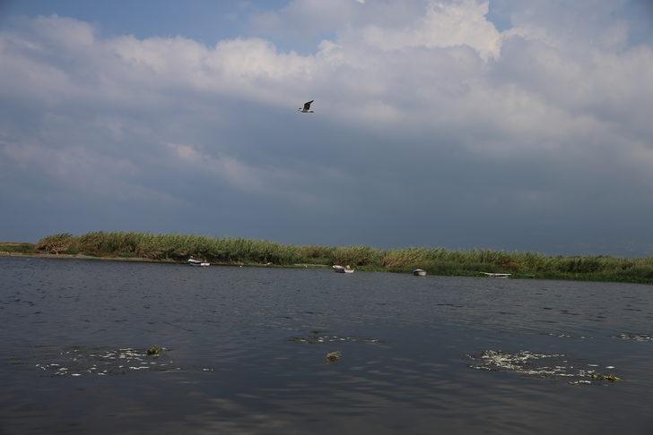 Hatay'da balık ölümleri görülmesi üzerine inceleme başlatıldı G3