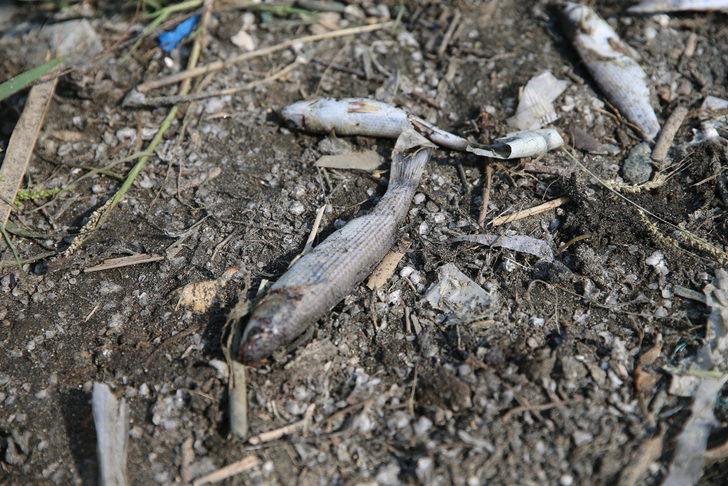 Hatay'da balık ölümleri görülmesi üzerine inceleme başlatıldı G4