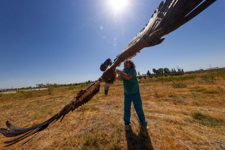 Hakkari'de yaralı ve bitkin halde bulunan iki akbaba Van'da tedavi ediliyor G1
