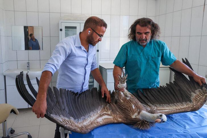 Hakkari'de yaralı ve bitkin halde bulunan iki akbaba Van'da tedavi ediliyor G2
