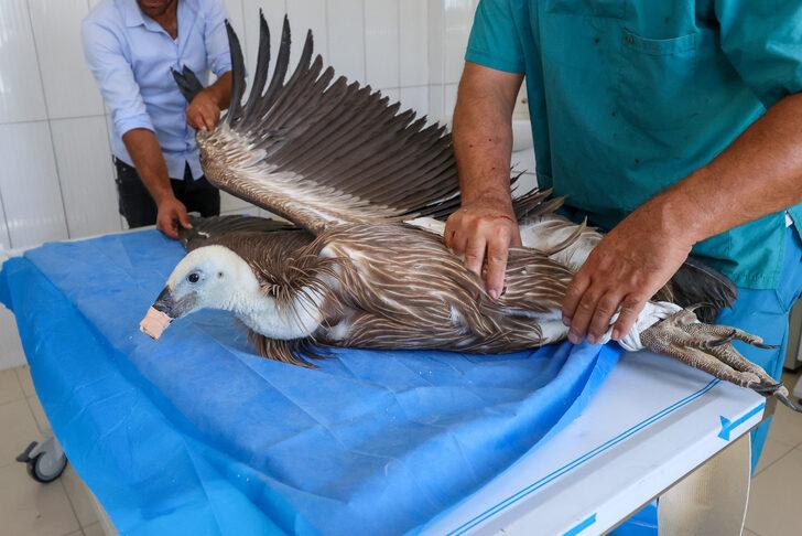 Hakkari'de yaralı ve bitkin halde bulunan iki akbaba Van'da tedavi ediliyor G3
