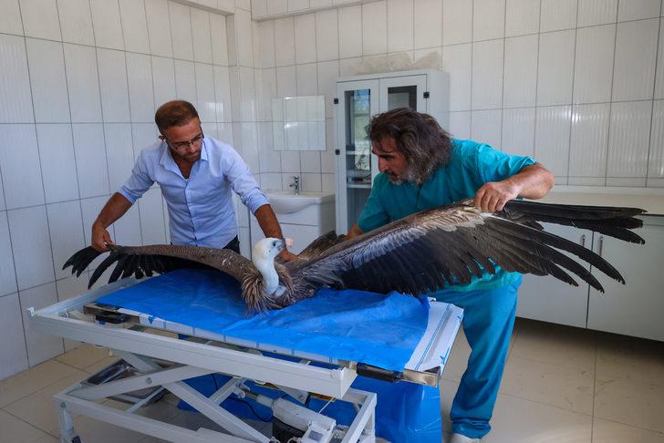 Hakkari'de yaralı ve bitkin halde bulunan iki akbaba Van'da tedavi ediliyor G4