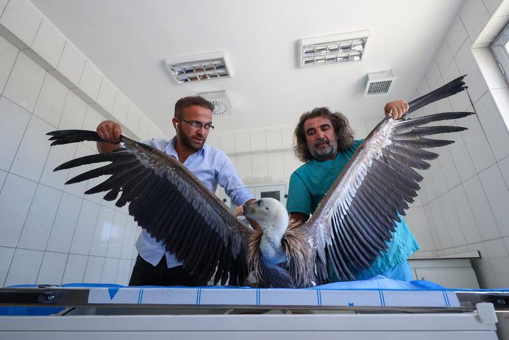 Hakkari'de yaralı ve bitkin halde bulunan iki akbaba Van'da tedavi ediliyor G5