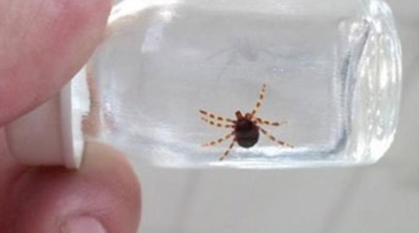 Kene aşısı üretiliyor