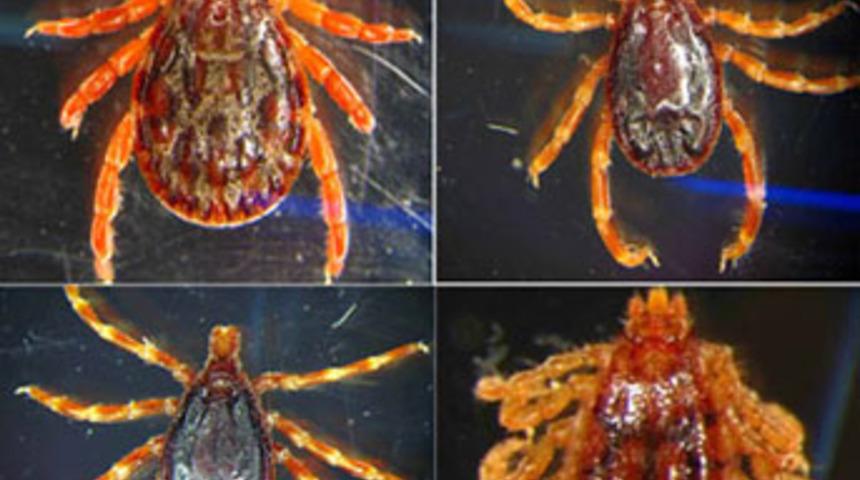 Keneler insanı takip ediyormuş