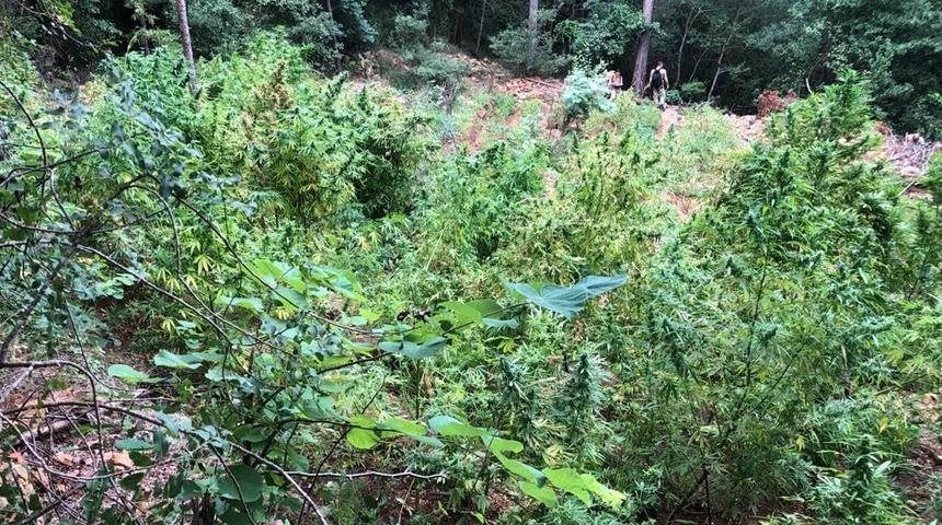 Hatay'da 17 bin 938 kök skunk ile 5 kilogram esrar ele geçirildi