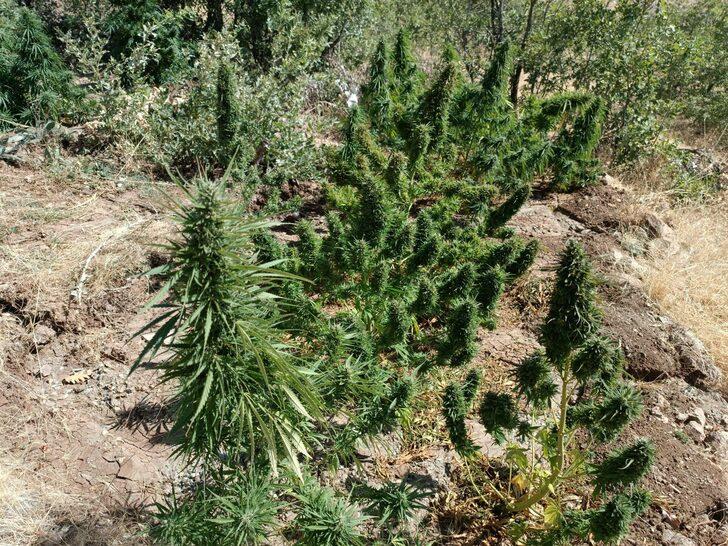Elazığ'da 20 kilo 200 gram esrar ele geçirildi G2