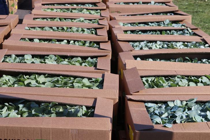 Tekirdağ'da üreticilere 125 bin sebze fidesi dağıtıldı G4