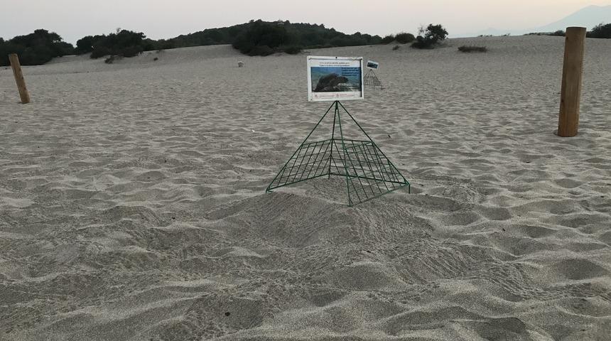 Patara kumsalında caretta caretta yavrularının denizle buluşması devam ediyor