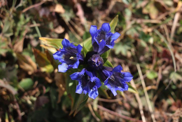 Sonbaharda Ilgar Dağı'nda mor çiçekler açtı G1