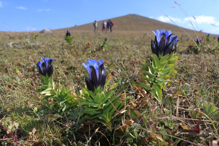 Sonbaharda Ilgar Dağı'nda mor çiçekler açtı G2