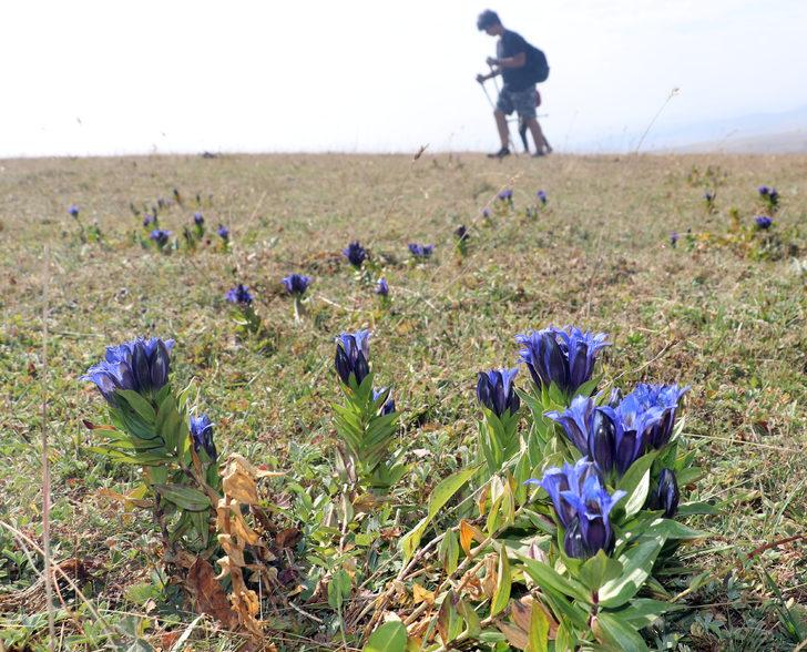 Sonbaharda Ilgar Dağı'nda mor çiçekler açtı G3