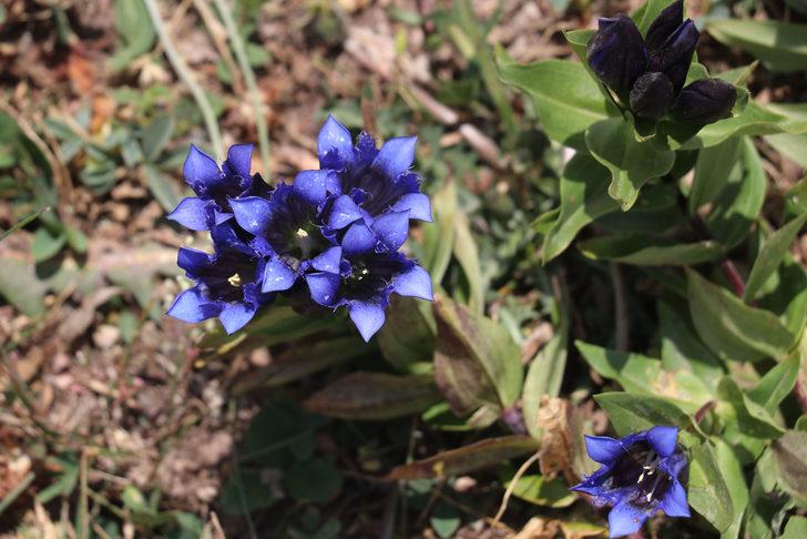 Sonbaharda Ilgar Dağı'nda mor çiçekler açtı G4