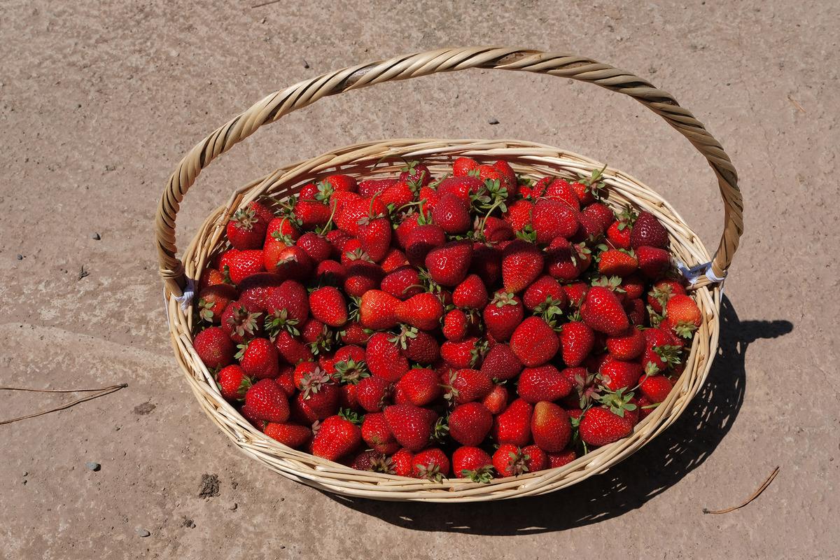 Sakarya B&uuml;y&uuml;kşehir Belediyesi, 3 ayda 20 ton &ccedil;ilek &uuml;retti