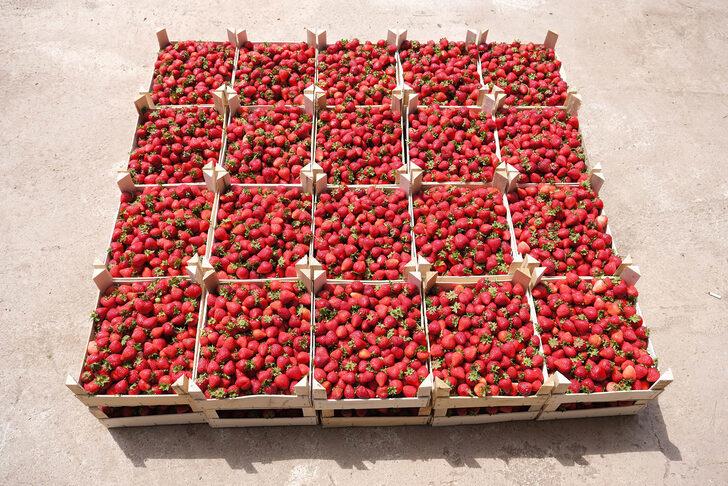 Sakarya Büyükşehir Belediyesi, 3 ayda 20 ton çilek üretti G3