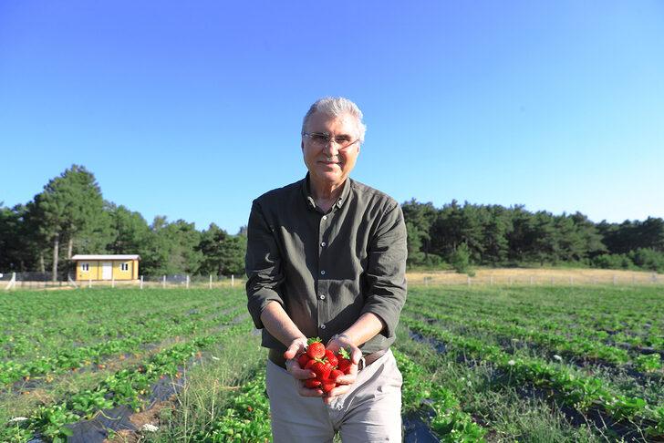 Sakarya Büyükşehir Belediyesi, 3 ayda 20 ton çilek üretti G4