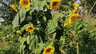 Kandıralı çiftçinin bahçesindeki ayçiçeği tek kökte 20 baş verdi