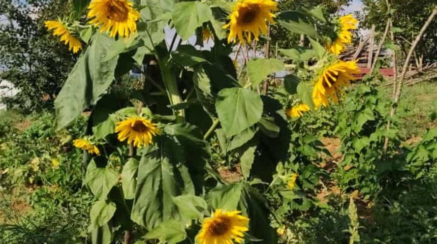 Kandıralı çiftçinin bahçesindeki ayçiçeği tek kökte 20 baş verdi
