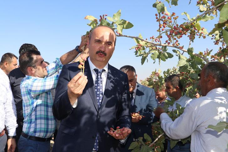 Batman'da fıstık hasadı başladı G2