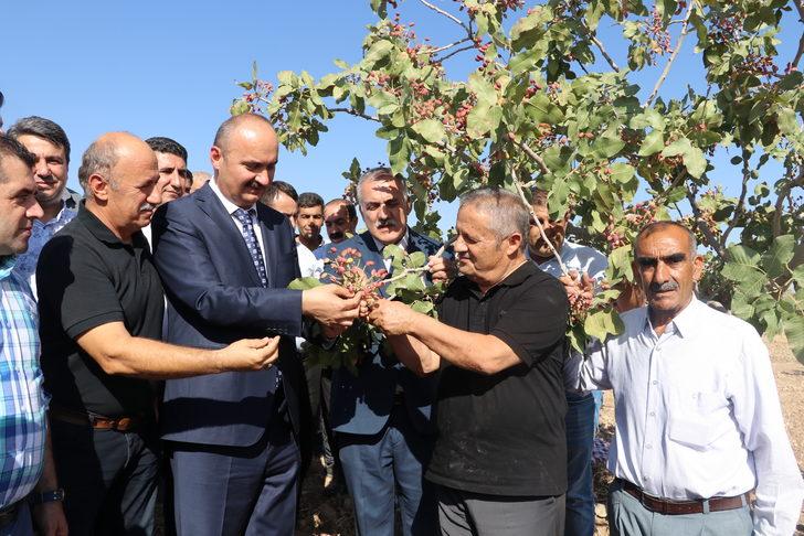 Batman'da fıstık hasadı başladı G3