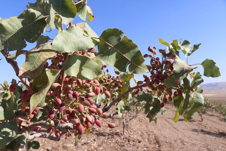 Batman'da fıstık hasadı başladı G5