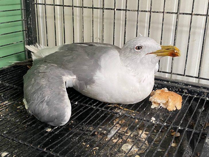 Erzurum'da yaralı bulunan martı, ibibik ve çobanaldatan kuşları tedavi ediliyor G1