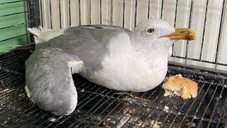 Erzurum'da yaralı bulunan martı, ibibik ve çobanaldatan kuşları tedavi ediliyor