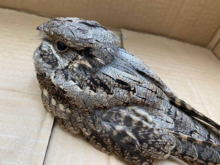 Erzurum'da yaralı bulunan martı, ibibik ve çobanaldatan kuşları tedavi ediliyor G2