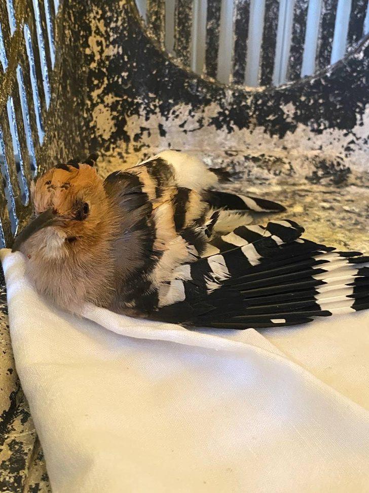 Erzurum'da yaralı bulunan martı, ibibik ve çobanaldatan kuşları tedavi ediliyor G3