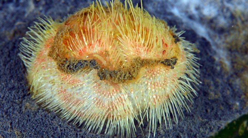 Adı: Deniz patatesi! Binlercesi zeminin üzerine çıktı: Onları görmek büyük bir trajedi