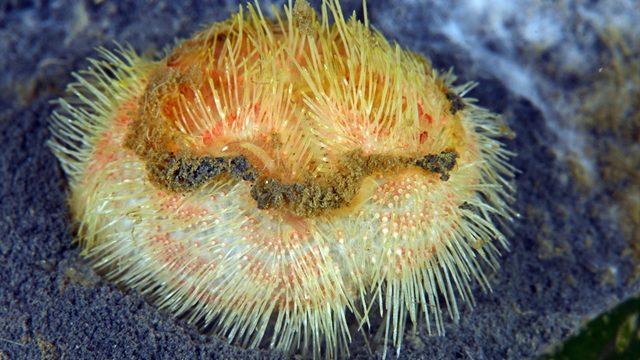Adı: Deniz patatesi! Binlercesi zeminin üzerine çıktı: Onları görmek büyük bir trajedi
