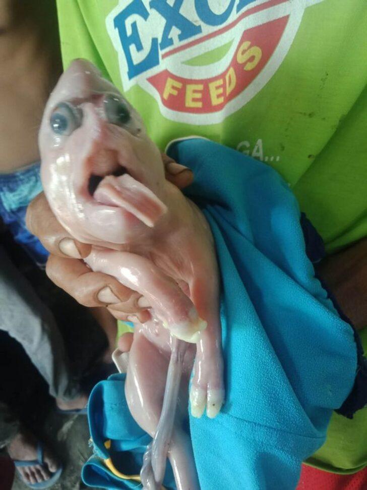 Alnından fil hortumu çıkan domuz yavrusu görenleri şaşkına çevirdi! “İyi şansa işaret ediyor” G1