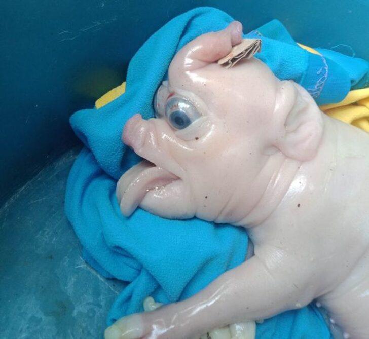 Alnından fil hortumu çıkan domuz yavrusu görenleri şaşkına çevirdi! “İyi şansa işaret ediyor” G2