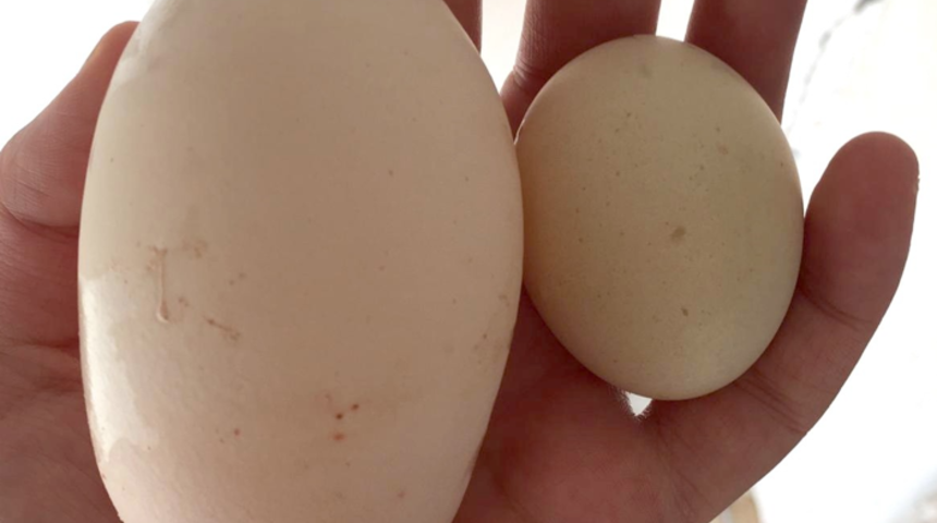 Yumurtanın içinden çıkan hayatının şokunu yaşattı! 'Böyle şey görmedik'