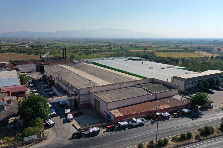 TMO, Manisa'da çekirdeksiz kuru üzüm alımına başladı G1