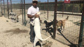 Antalya'da hayvanseverlerce oluşturulan barınak 170 köpeğe yuva oldu