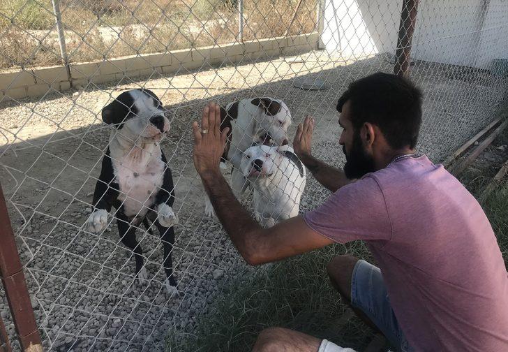 Antalya'da hayvanseverlerce oluşturulan barınak 170 köpeğe yuva oldu G4