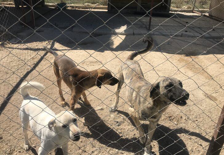 Antalya'da hayvanseverlerce oluşturulan barınak 170 köpeğe yuva oldu G5