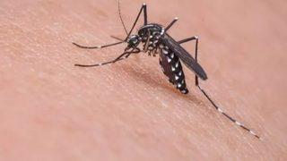 Uzmanlar uyarıyor: Batı Nil virüsünün belirtisine dikkat! Hastalık hızla yayılıyor